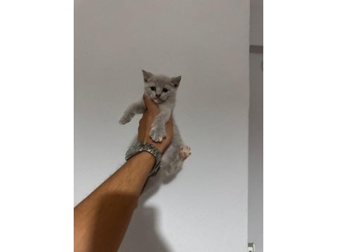 Minik pati kediler yeni ailesine hazır