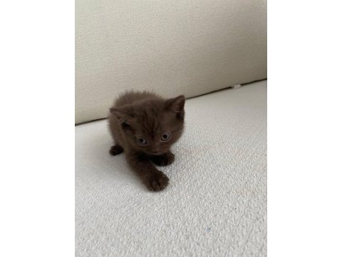 British shorthair kahverengi