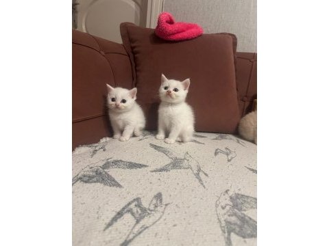 Tuvalet egıtımlı brıtısh shorthaır bebeklerımız