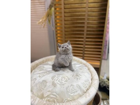 Britsh shorthair kedisi