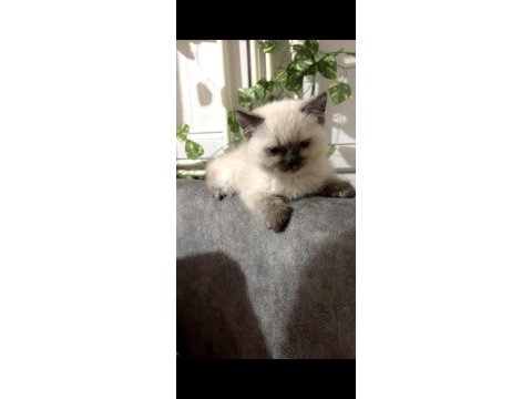 Kedilerimiz 2 aylık scottish fold