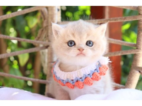 Safkan british shorthair blue golden