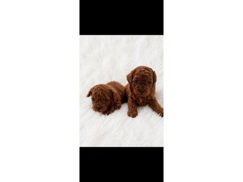 En küçük boy poodle erkek prensler