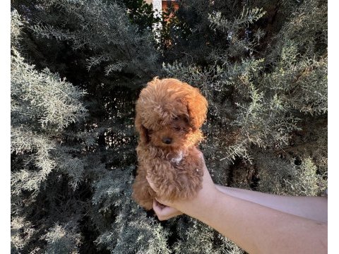 Tuvalet eğitimli evde büyüyen poodle yavrular