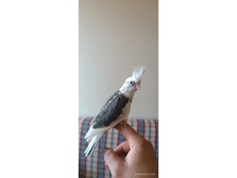 Yavru yetişkin takım sultan papağanlar