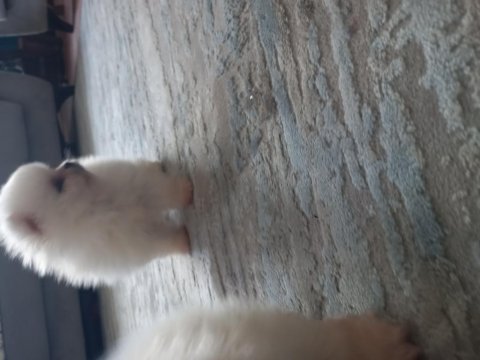 Mükemmel kalitede pomeranian yavrular tecap mini boy