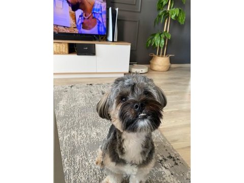 1.5 yaşında yorkshire terrier