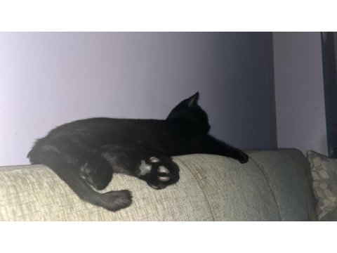 British shorthair kedimiz kömür yeni yuvasını arıyor