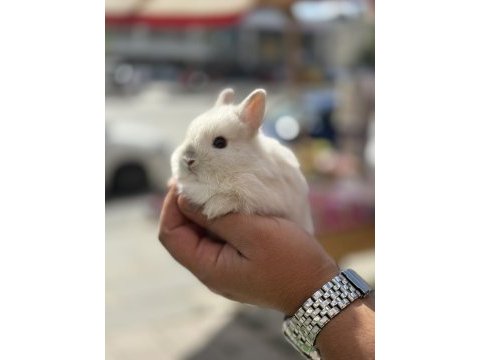 Cüce özel renk yavrular hazır