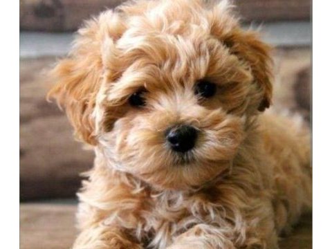 Maltipoo yavrularımız sizleri bekliyor