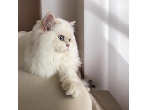 British longhair golden point yavru (lacivert göz)