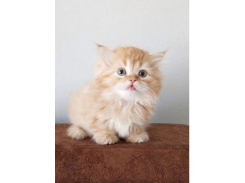 British longhair golden ve beyaz 4 yavru