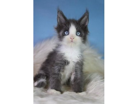 Özel maine coon erkek mavi gözlü