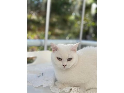 British shorthair ücretsiz