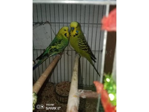 Jumbo muhabbet kuşu