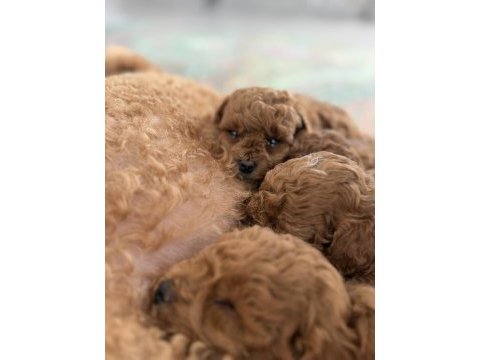 Minik toy poodle bebeklerim