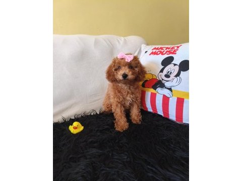 Poodle peluş bir kız