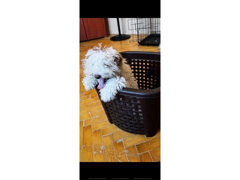 Toy poodle yavruma yuva arıyorum