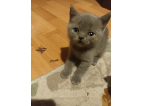 Scottish fold yavrular sahiplendirilmeyi bekliyorlar