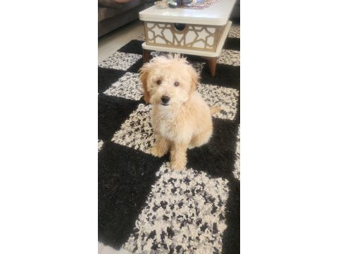 5 aylık maltipoo erkek
