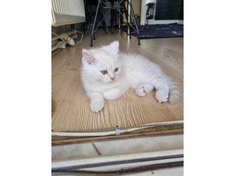 2,5 aylık british longhair