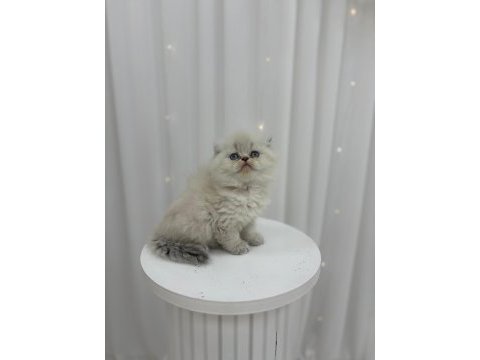 Irk ve sağlık garantili scottish fold kediler