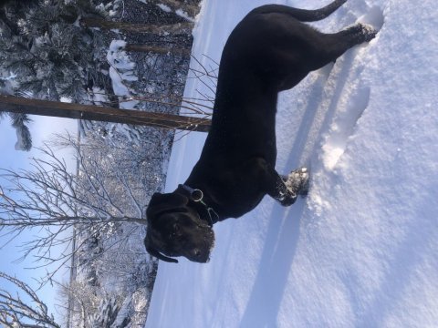 Güzel cane corso kızımız gece