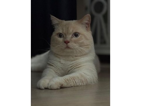 British shorthair blue point kedimize yeni yuva arıyoruz