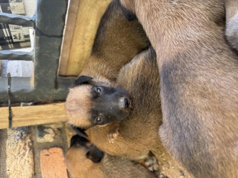 Hakiki orijinal belçika malinois yavrular 2 aylık