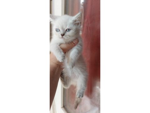 Mavi gözlü scottish fold yavrularımız
