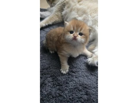 Golden ny 11 dişi british longhair