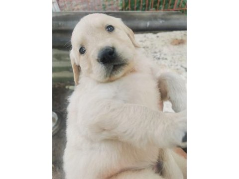 Baby face golden retriever yavrular