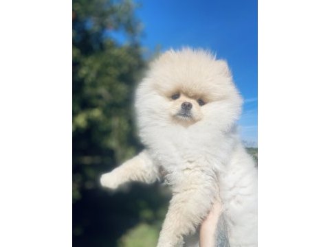 Ayı surat pomeranian boo erkek