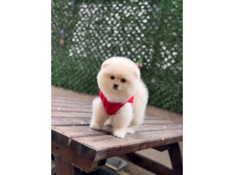Pomeranian boo köpekleri