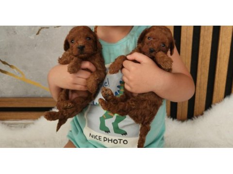 Ruhsatlı köpek çiftliğinden toypoodle yavrularımız 