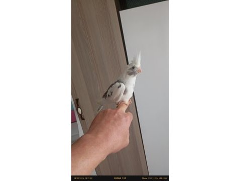 Ele alışkın sultan papağanı ısırması kesinlikle yoktur
