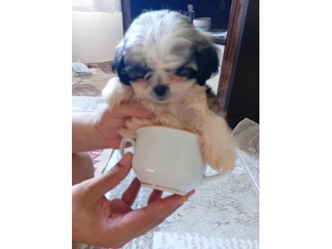3 aylık shih tzu orjinal teacup yavru erkek