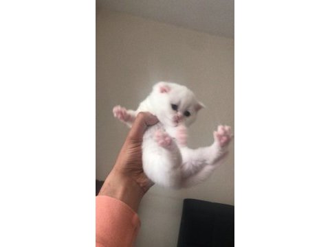 Irk garantili scottish fold beyaz mavi göz dişi yavrularım