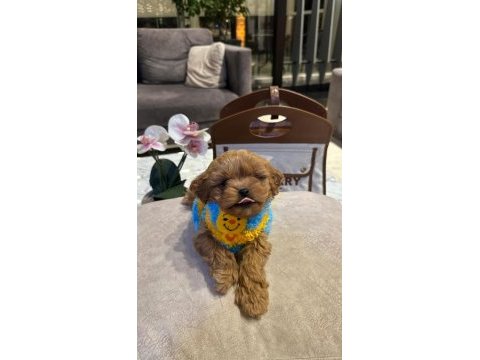 Bakanlık onaylı çiftliğimizden red toy poodle yavrular