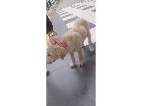 Golden köpeğimiz 4-5 aylık civarı