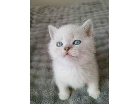 Mavi gözlü blue point british shorthair yavrular