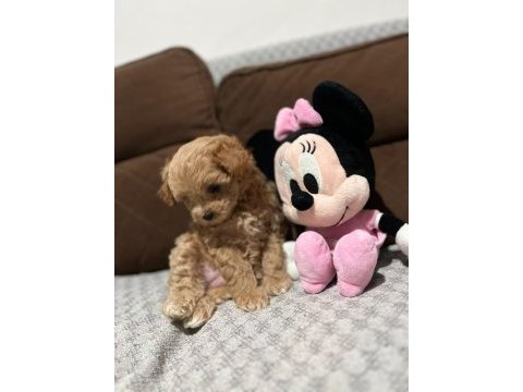 Maltipoo dişi