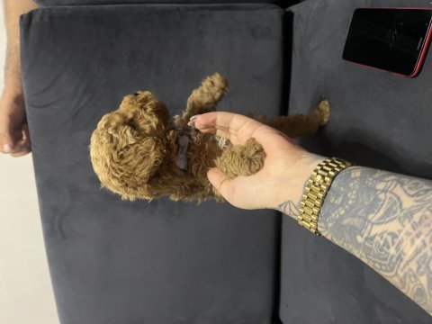 Toy poodle micro