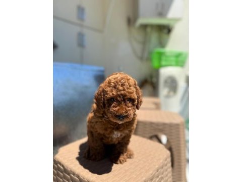 Bayram şekerleri poodle yeni yuvalarını arıyorlar