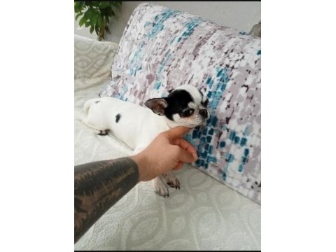 1 yaşında chihuahua oğlum