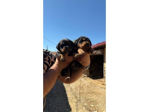 Dişi erkek rottweiler yavrular