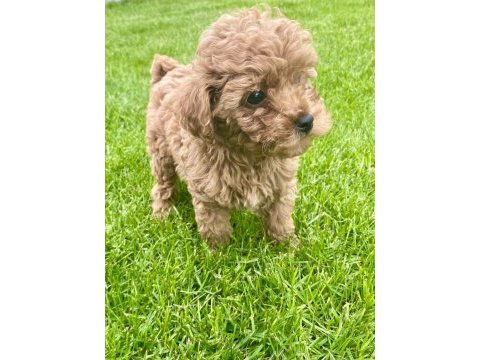 Red brown a kalite orjinal toy poodle yavrular