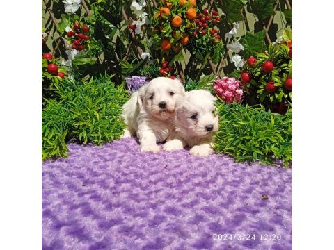 Maltese terrier yavrularımız %100 ırk garantilidir
