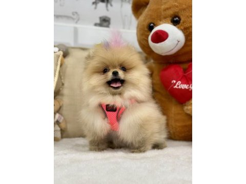 Tam bir ayı surat pomeranian güzelliğim