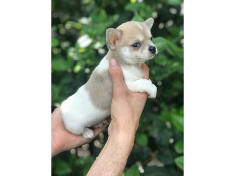 Şirinlik abidesi chihuahua bebek